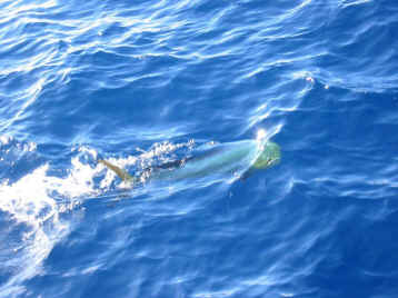 Mahimahi off Maui