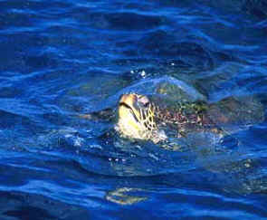 Sea Turtle off Maui, Hawaii