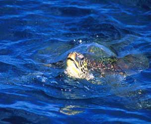 Hawaiian sea turtle Maui