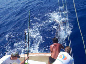 Marlin catch off Kona, Hawaii