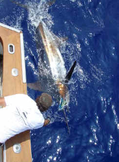 Marlin release off Kona, Hawaii