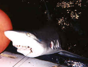 Shark fishing off Waikiki, Oahu, Hawaii
