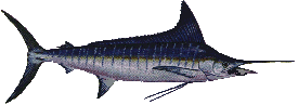Striped Marlin - Tetrapturus audax
