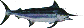 Black Marlin - Makaira indica