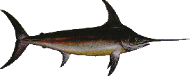 Broadbill Swordfish - Xiphias gladius