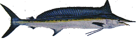 Shortbill Spearfish - Tetrapturus angustirostris