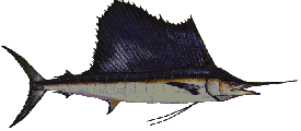 pacific_sailfish.gif