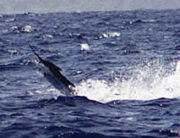 Imagine the stress being placed on the terminal tackle