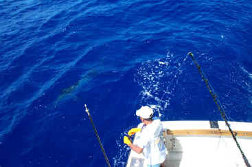 The leaderman prepares to leader the marlin as it approaches the boat just off the stern corner