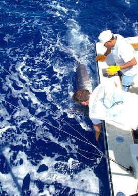 The Tagman, with bill in hand, eases pressure from the leader in order to remove the hook