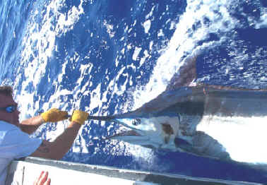 The Marlin is free from the line and the Leaderman is ready to help rotate the Marlin vertical to help revive it before release