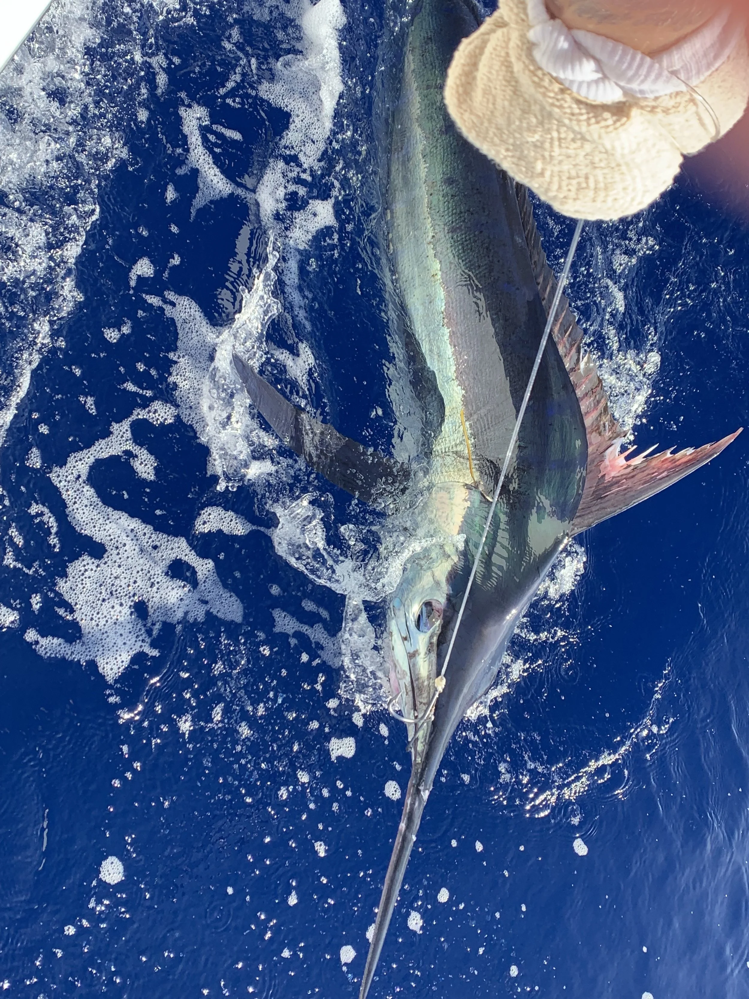 Tagged Blue Marlin