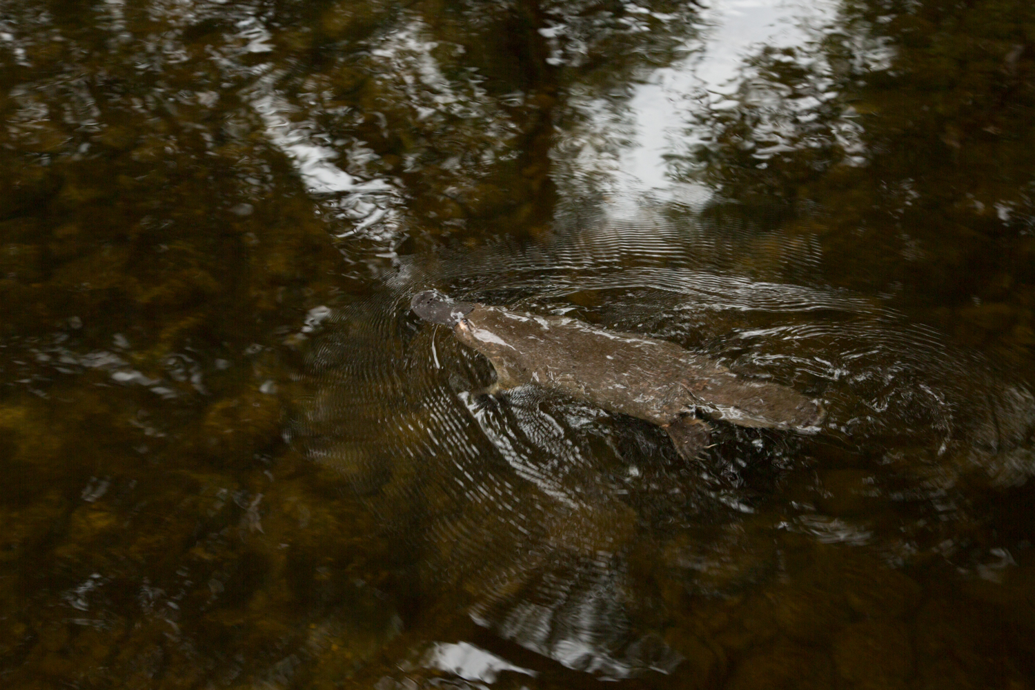 This little guy swam straight through my legs.