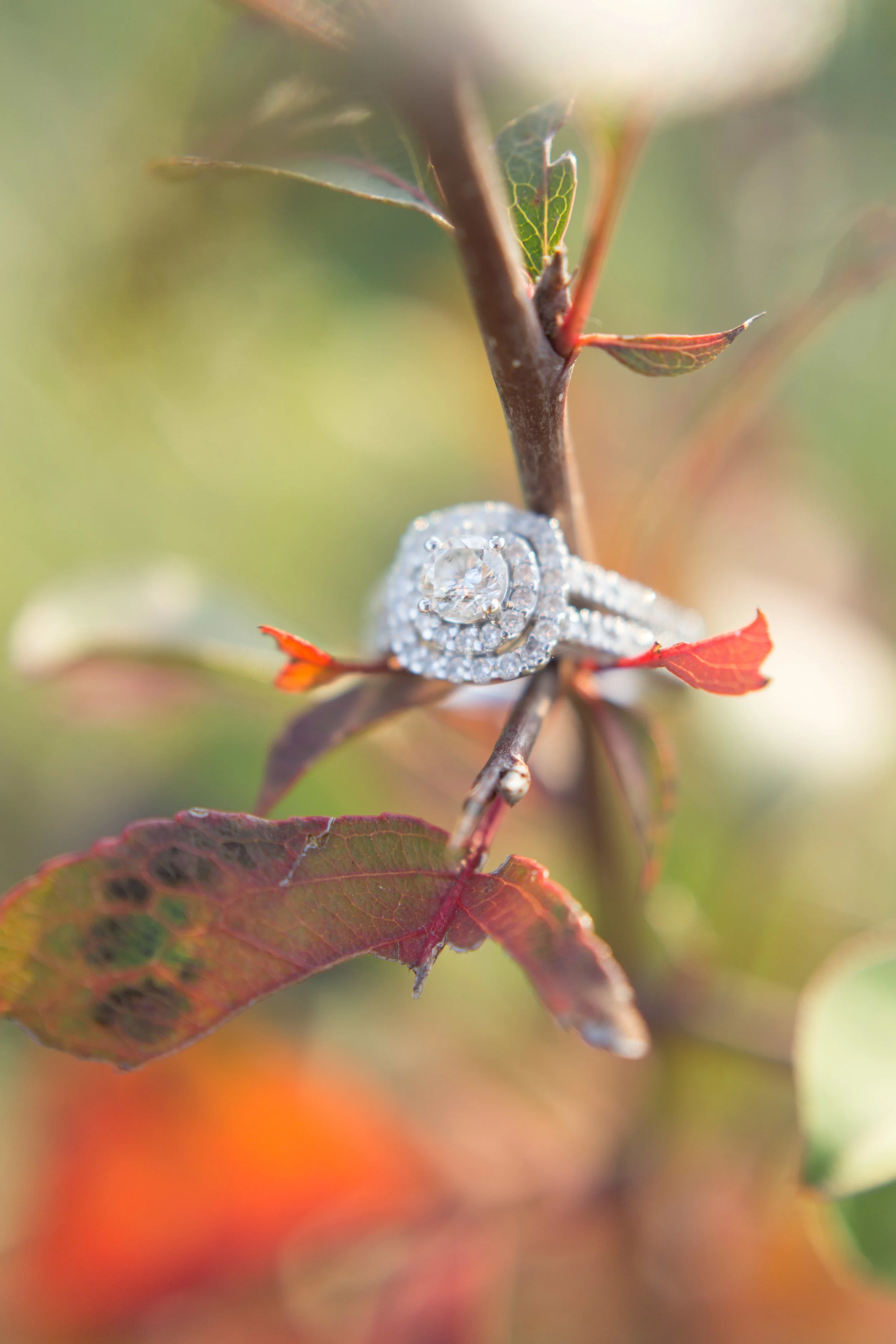 Engagement Session (42).jpg