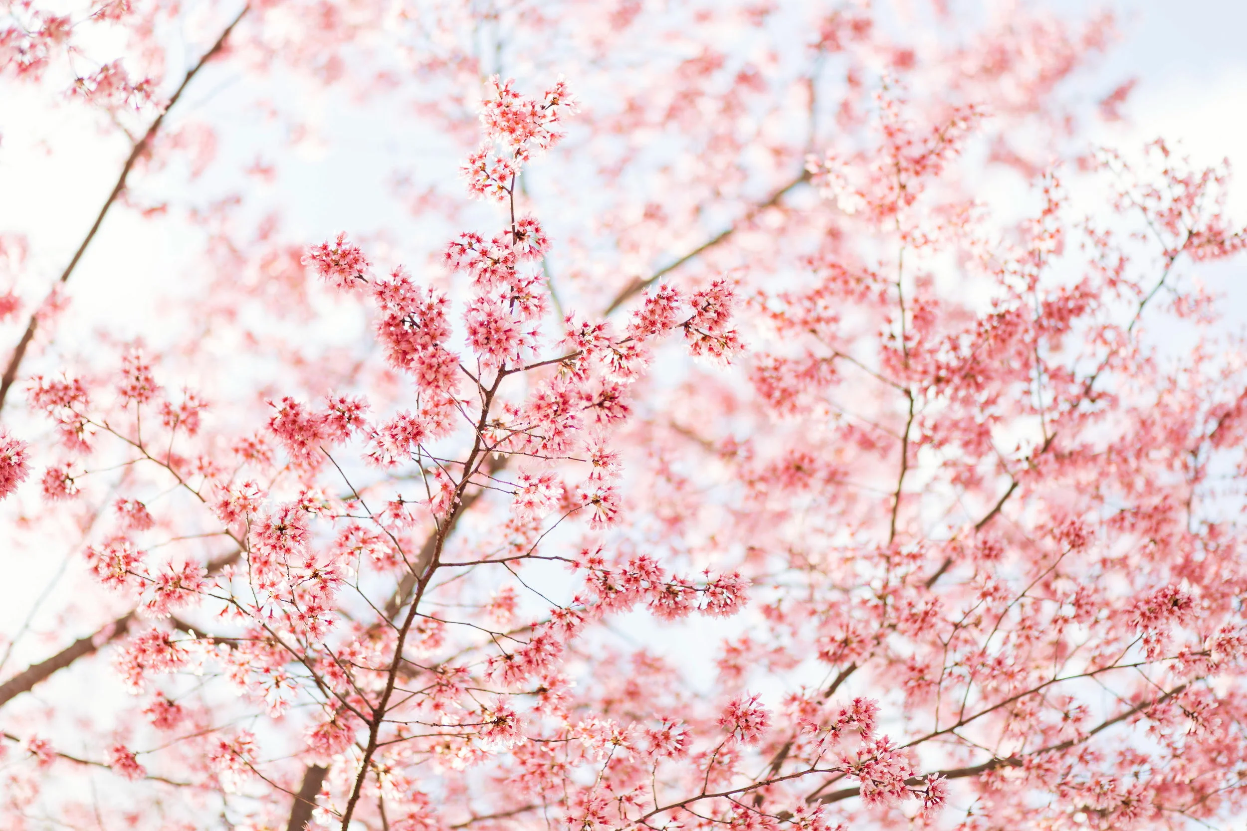 SPRING HAS SPRUNG | North Georgia Spring Photos