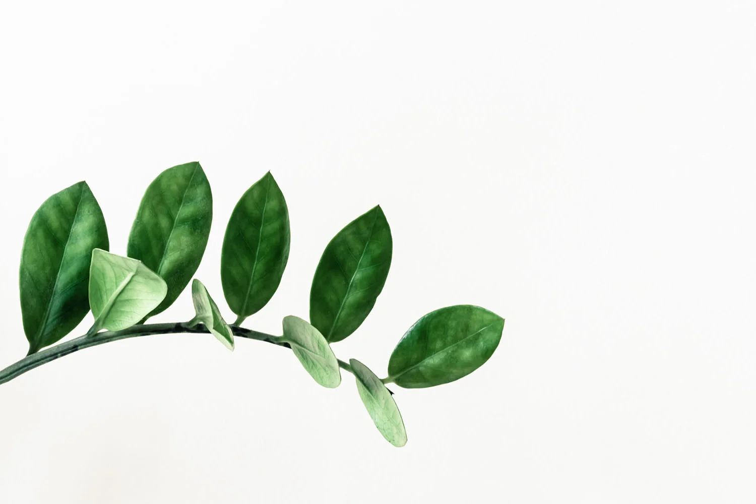 rawpixel-617389-unsplash_Banner-edit2.jpg