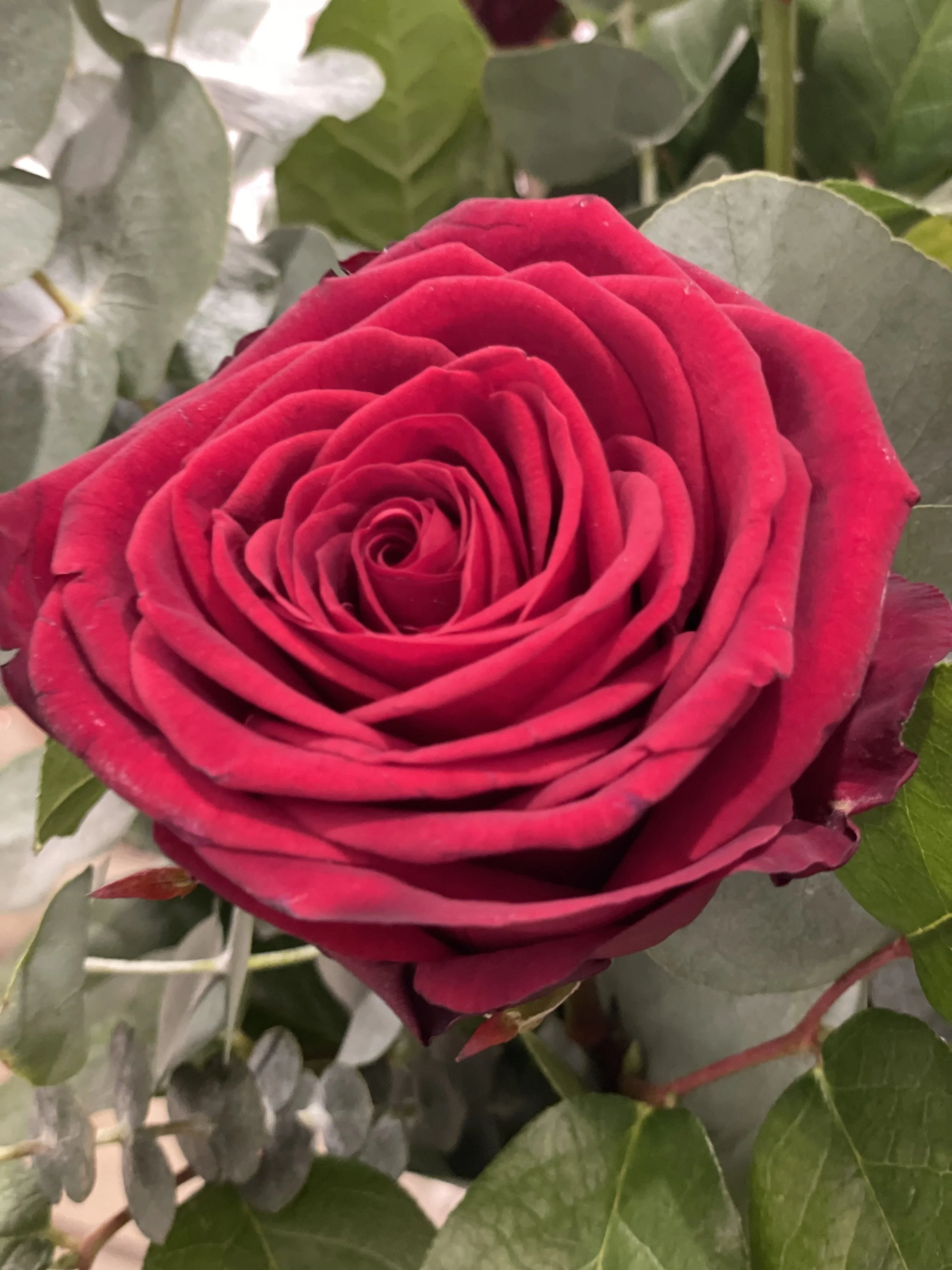 red naomi close up .jpg