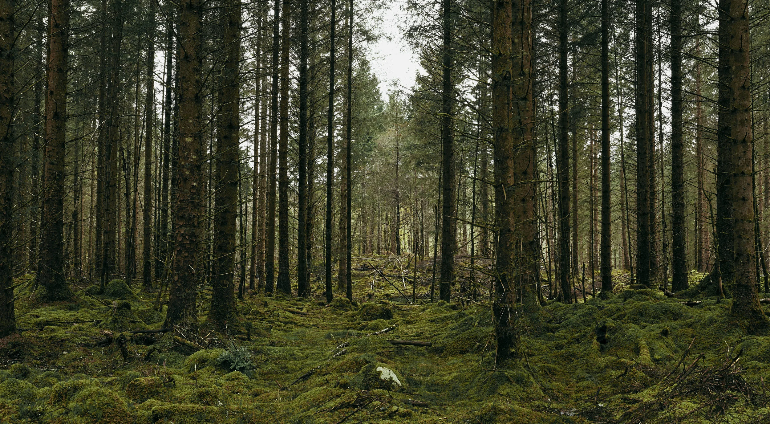 03_FORREST.jpg