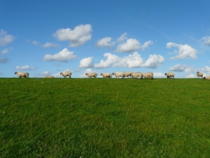 Don't follow the herd - stand out!
