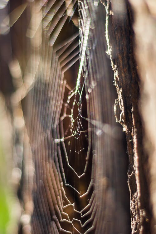 Web.jpg