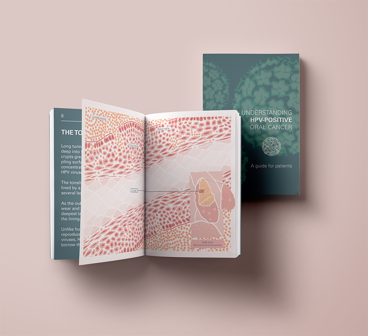 Elvire Thouvenot Booklet HPV.png