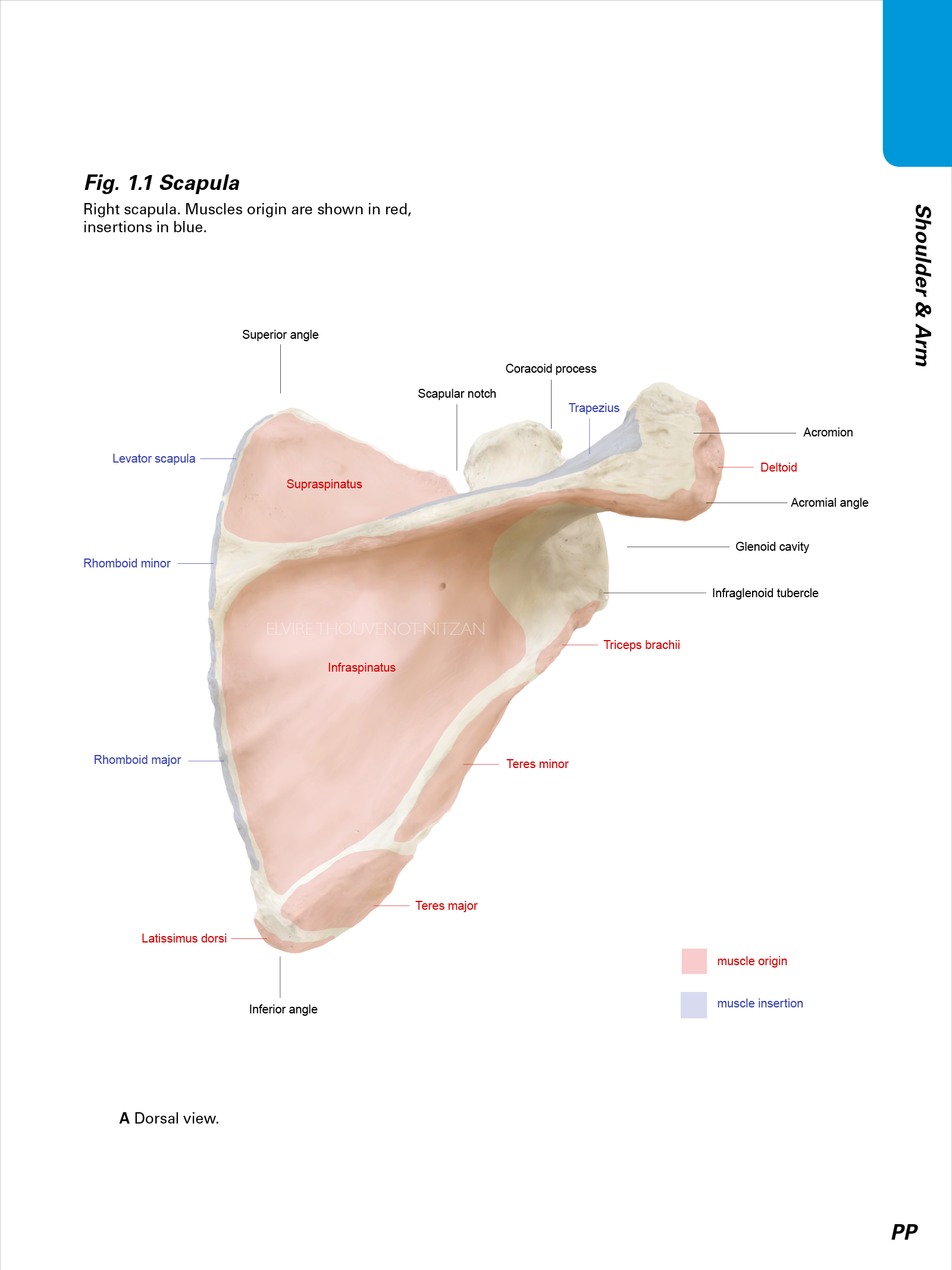 Elvire Thouvenot Scapula 1.png