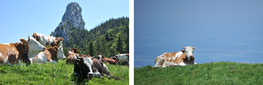 Beide bilder zeigen bergidylle: Links braucht das Auge eine ganze weile, um einen ruhigen pol zu finden. bleibt vielelicht lieber am Felsen im hintergrund hängen, der fast mittig und damit langweilig im bild platziert ist? rechts ist mehr ruhe im bild. Und ausserdem jede menge platz für Text.