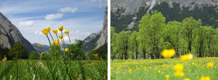 Ähnliche Motive: Links die Blumen im Vordergrund, mittig vor einer idyllischen Bergwelt. Rechts die gleiche Wiese, aber hier ein anderer Bildausschnitt und die Bildschärfe liegt auf den Bäumen im Hintergrund. Der Bildhorizont ist bei beiden Bildern auf der gleichen Höhe, aber dennoch vermittelt das linke Bild mehr Weite, wirkt freundlicher, lebhafter und offener - vielleicht auch etwas brav und ordentlich, gesittet.