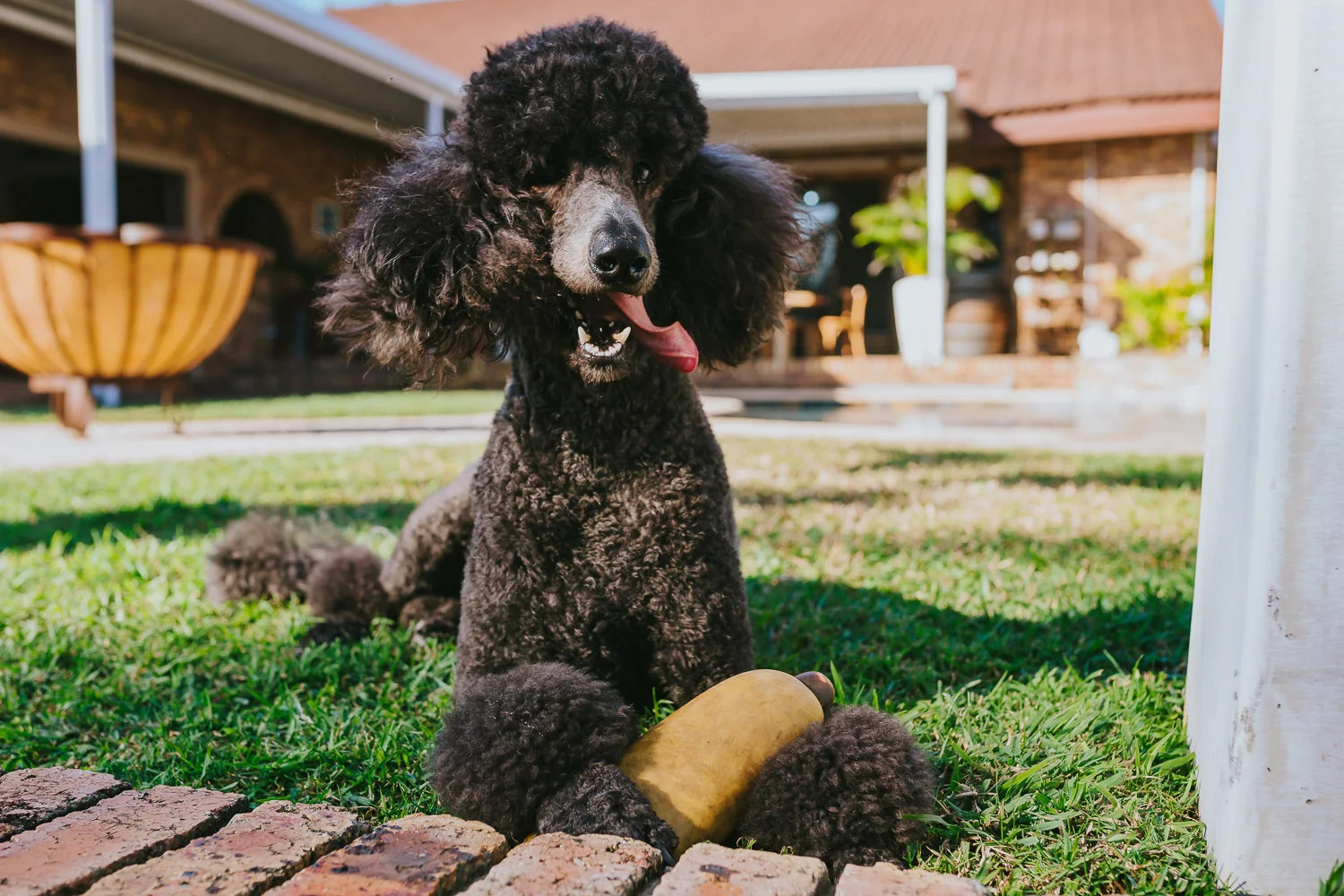 Poodles-47.jpg