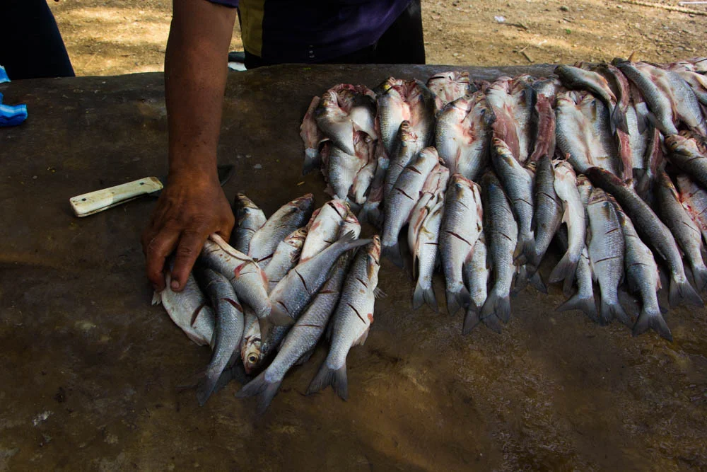 tagangaround1-10.jpg