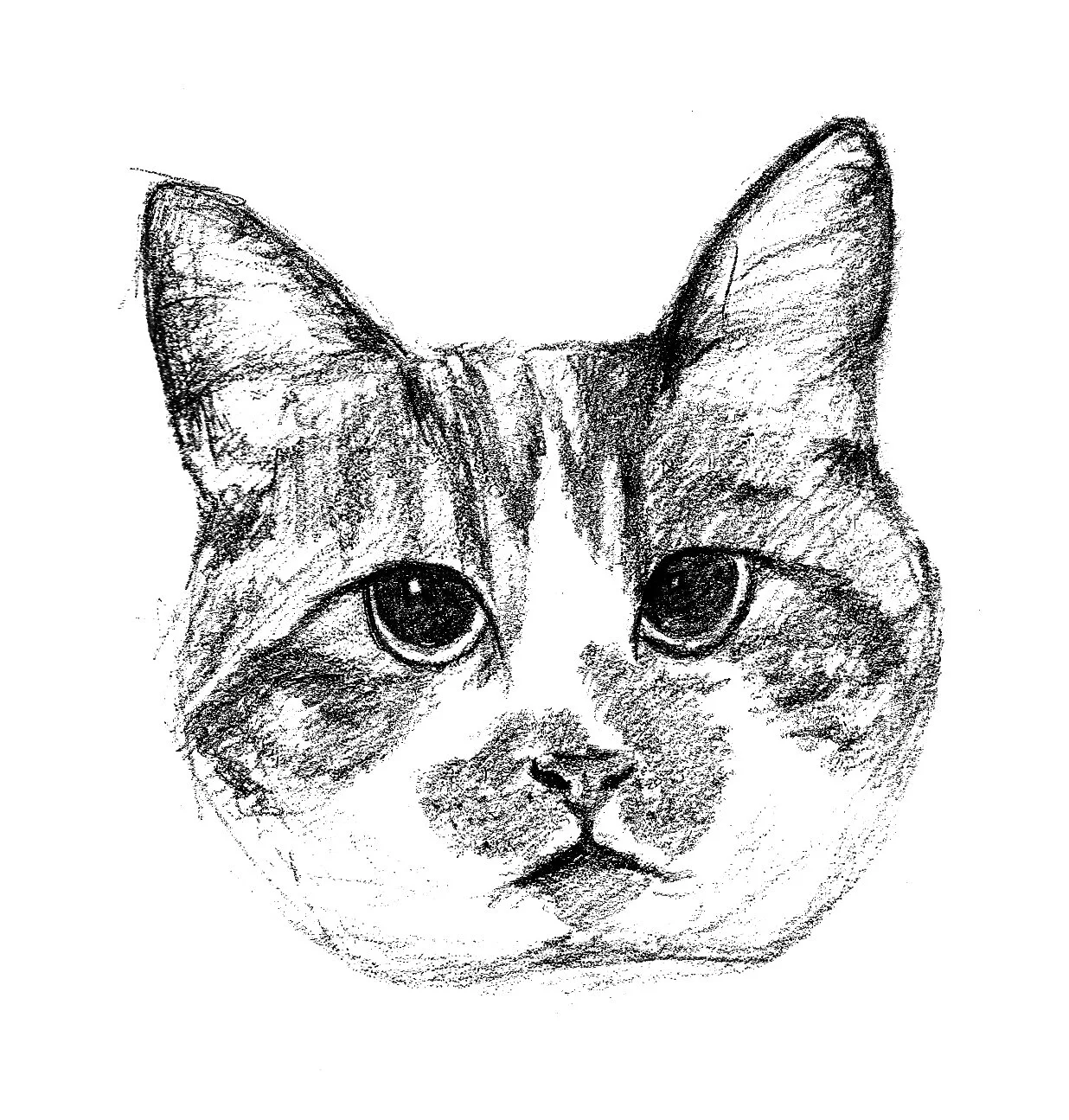 ginger altered.jpg