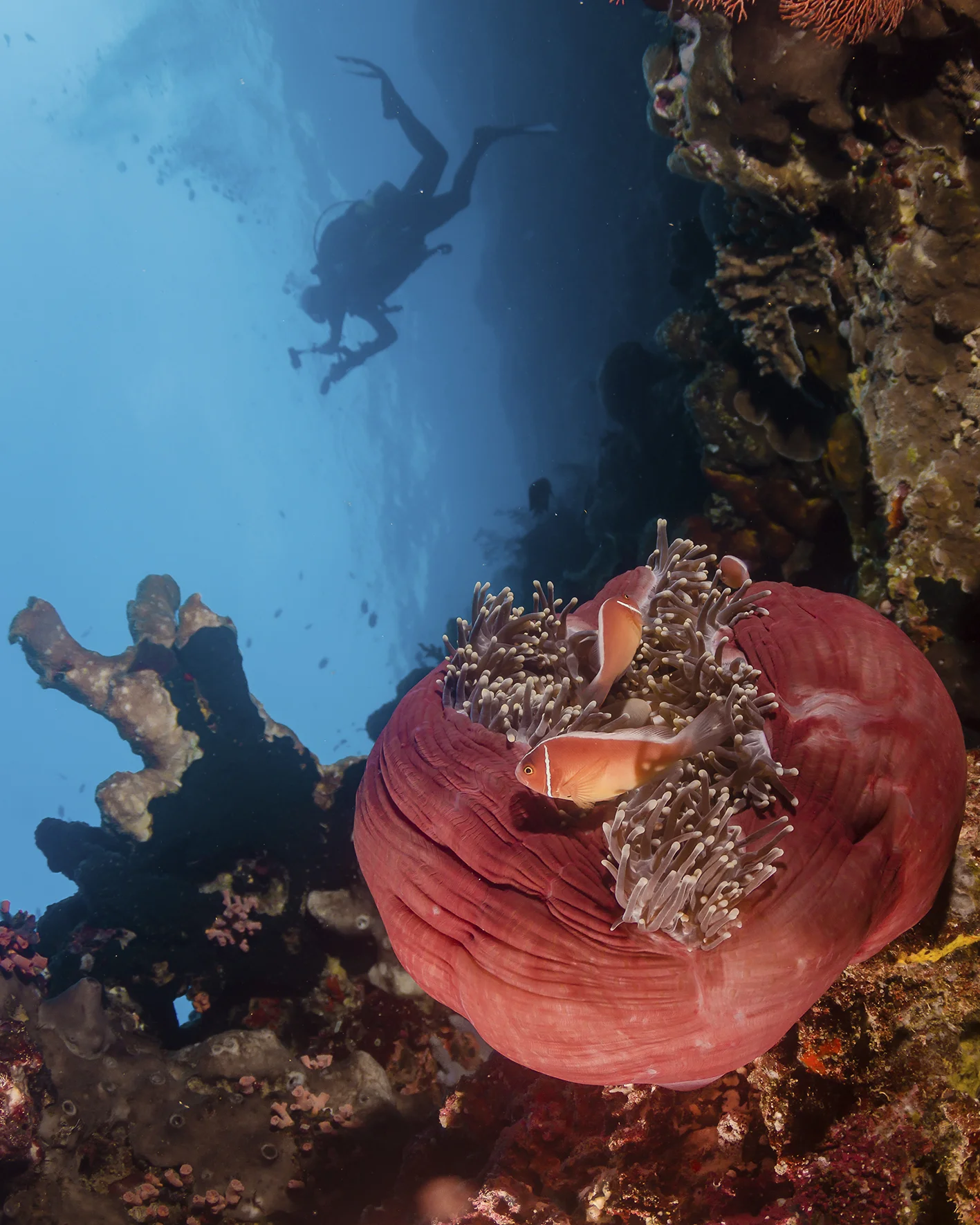 anemone and diver.jpg