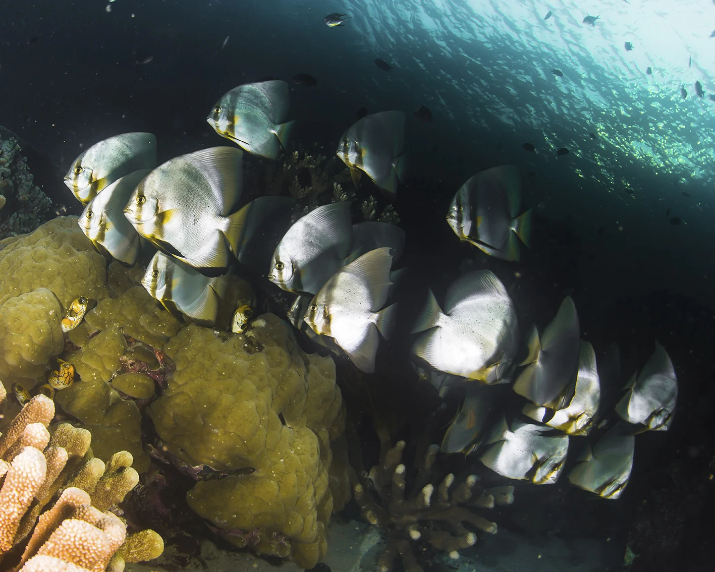 bat fish fukui.jpg