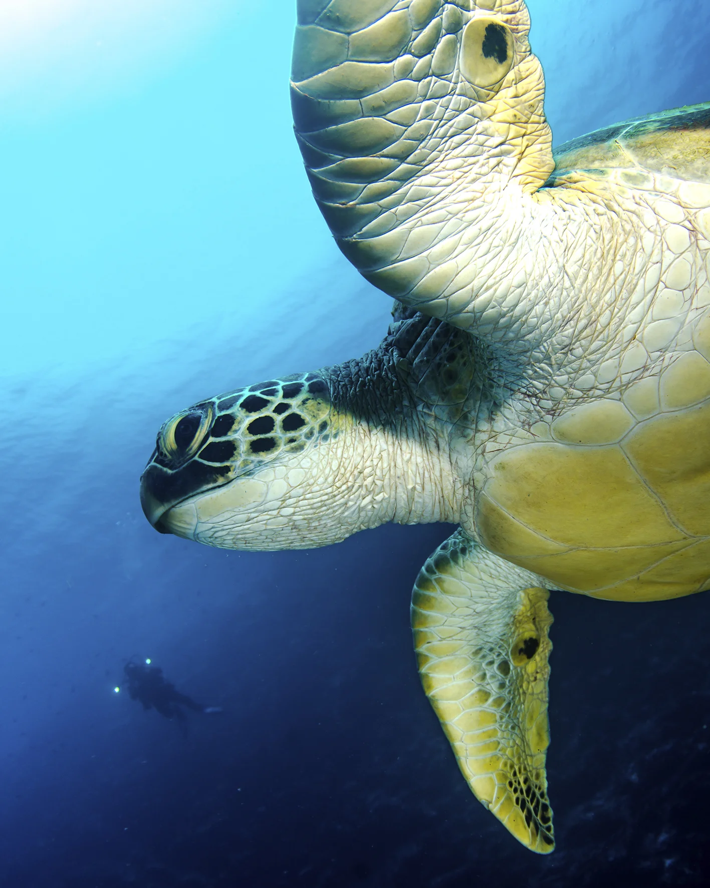 bunaken turtle swimming.jpg