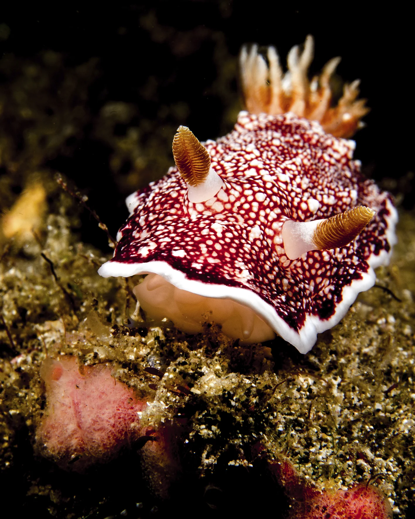 chromodoris reticulata.jpg