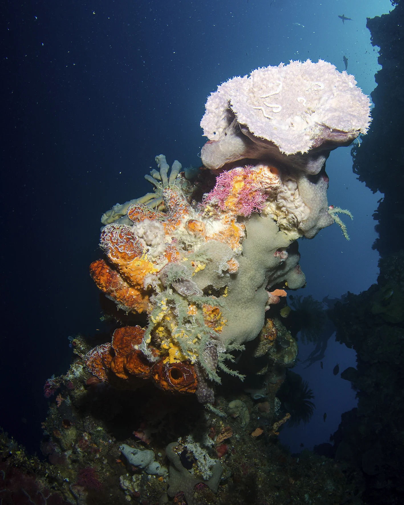 coral on wall.jpg