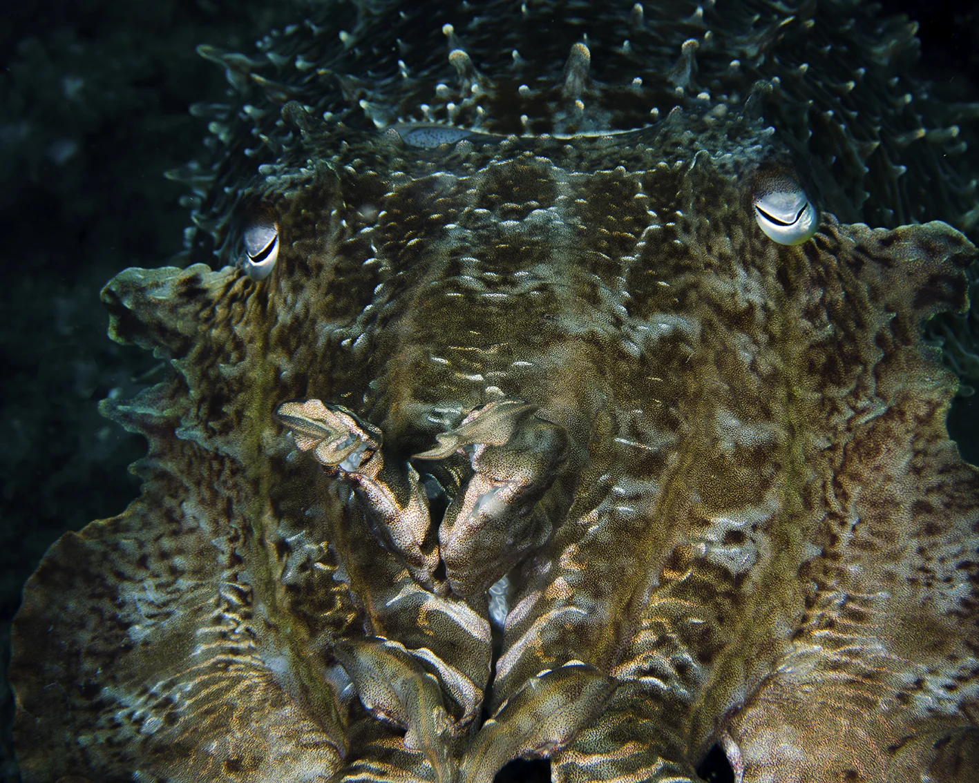 cuttle fish face.jpg