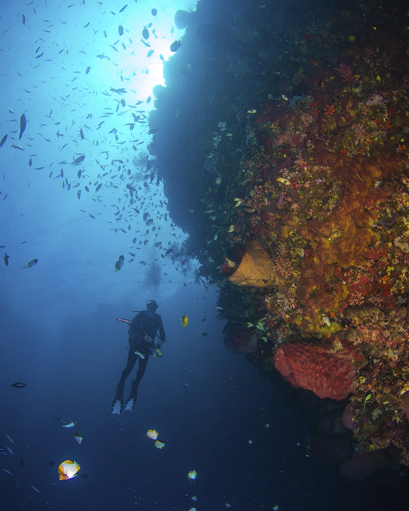 diver on wall.jpg