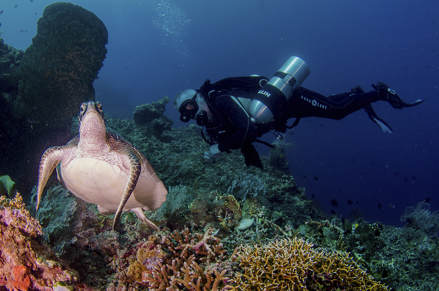 diver with turtle 2.jpg