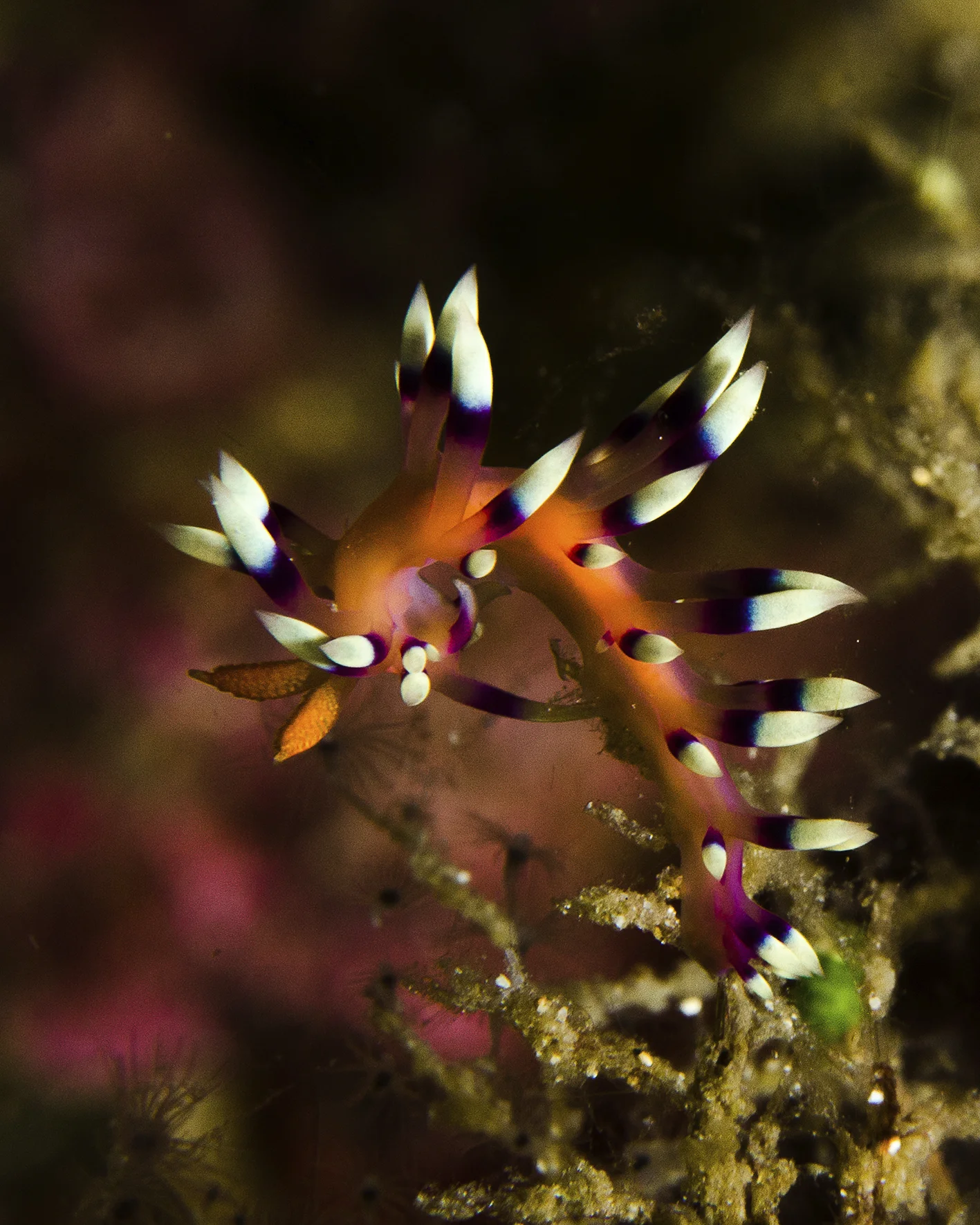flabellina 2.jpg