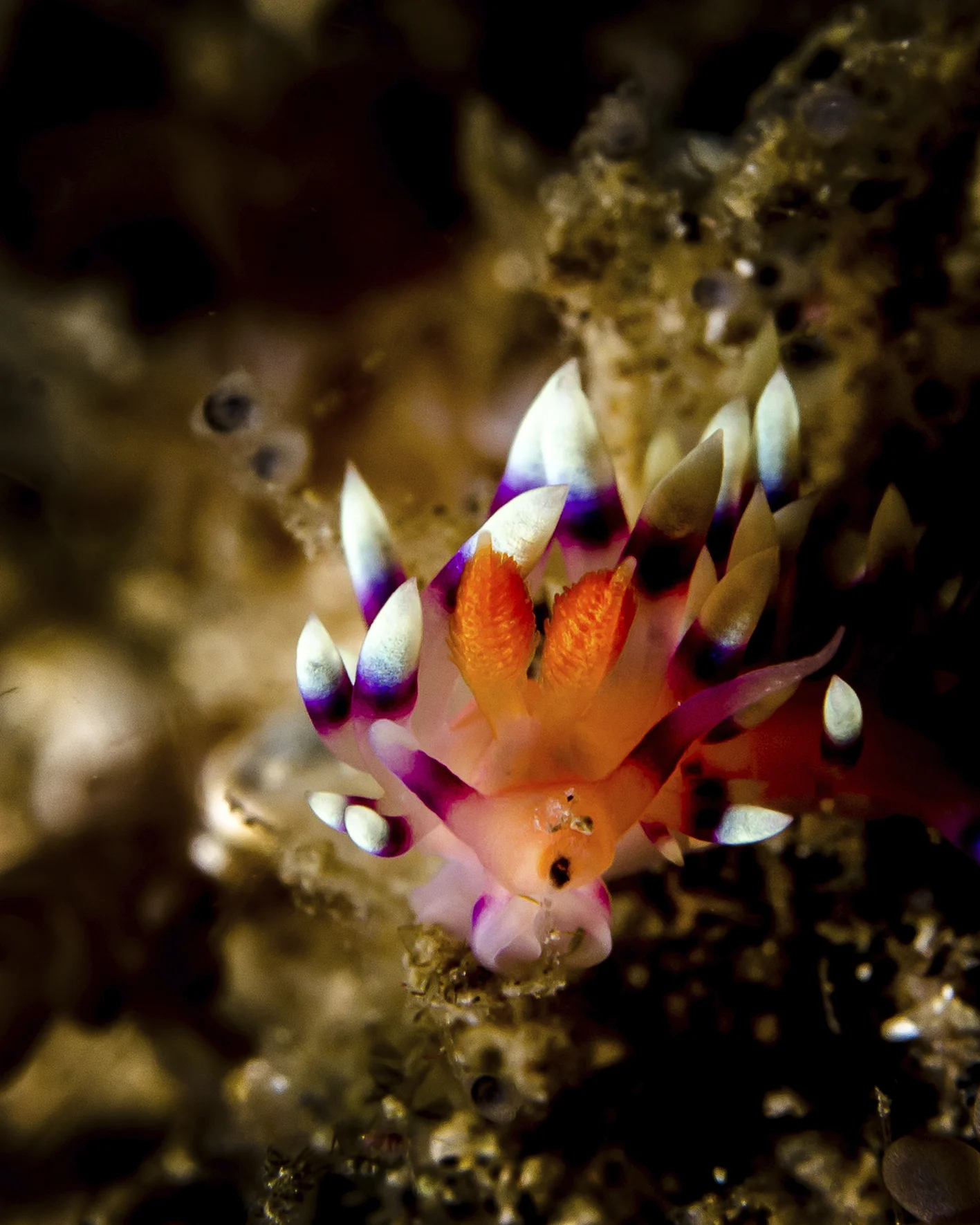 flabellina.jpg