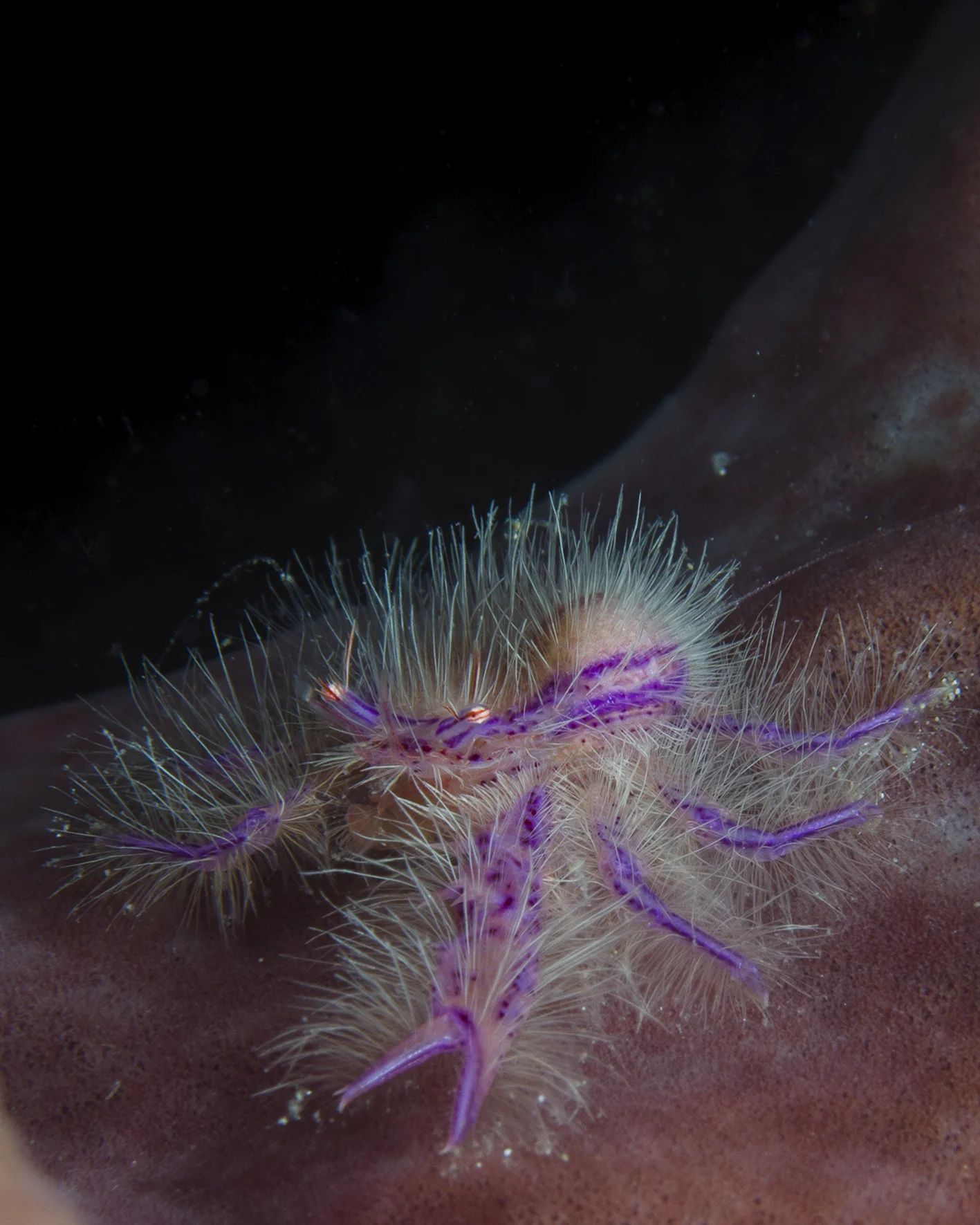 hairy squat.jpg