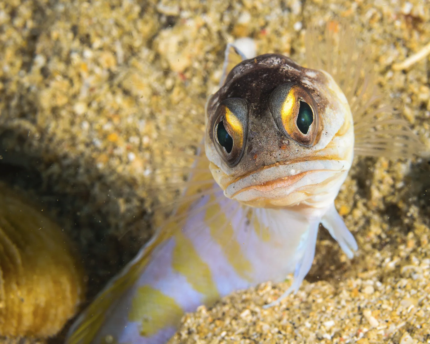 jaw fish grumpy.jpg