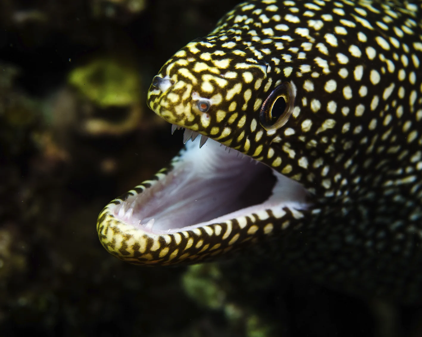 leopard moray.jpg