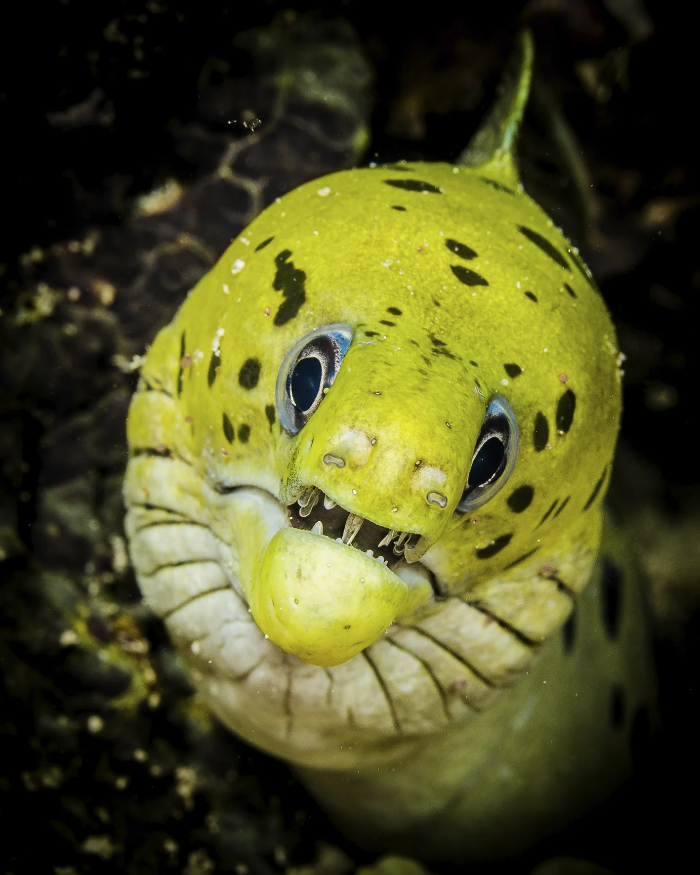 moray face.jpg