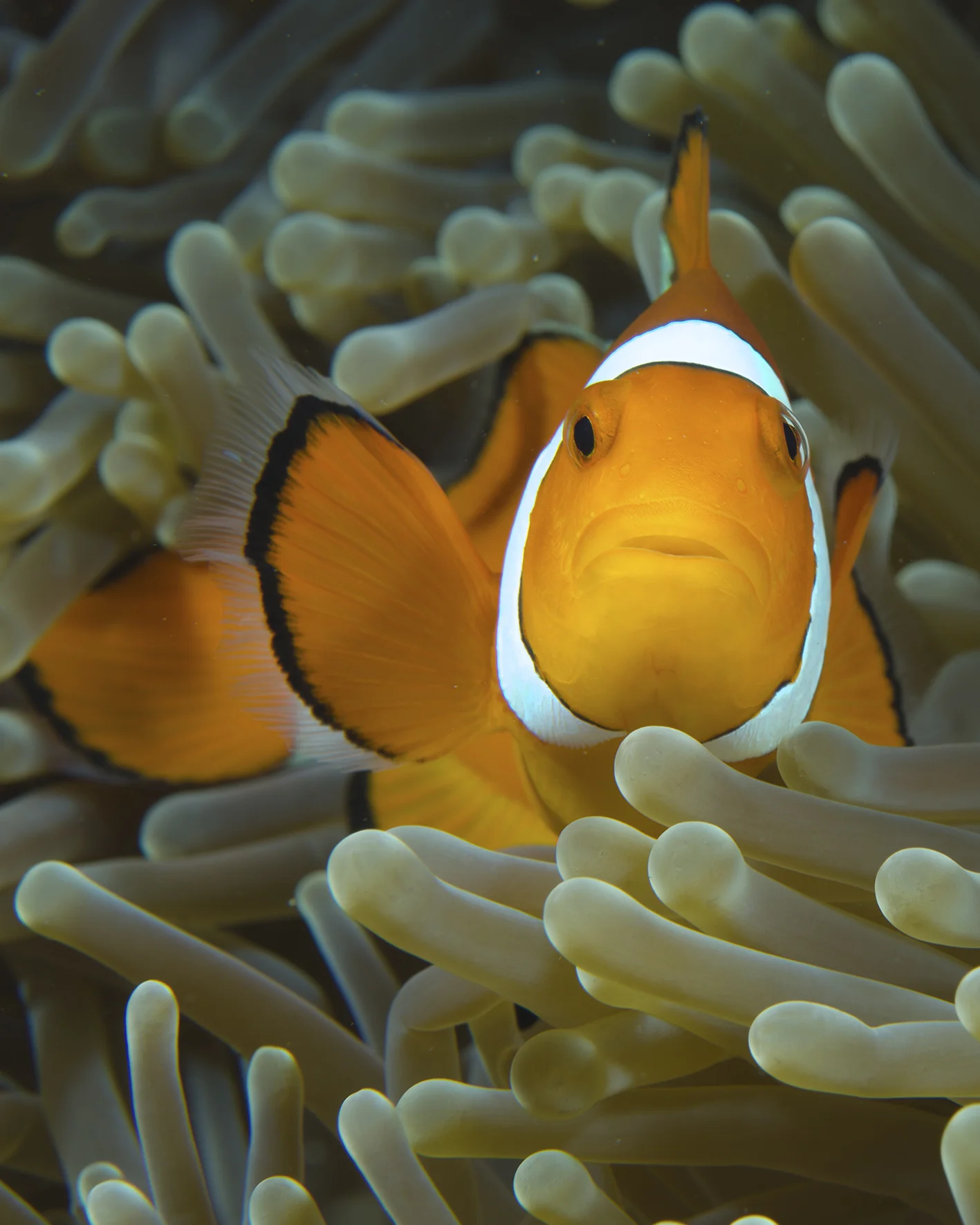 nemo.jpg