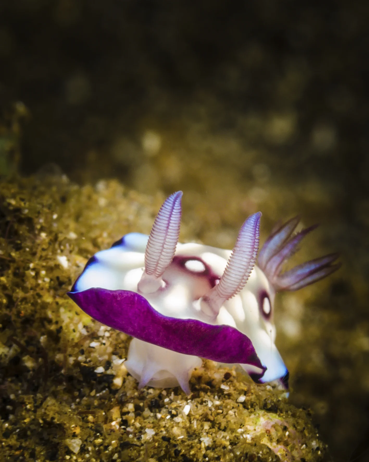 nudi 1.jpg