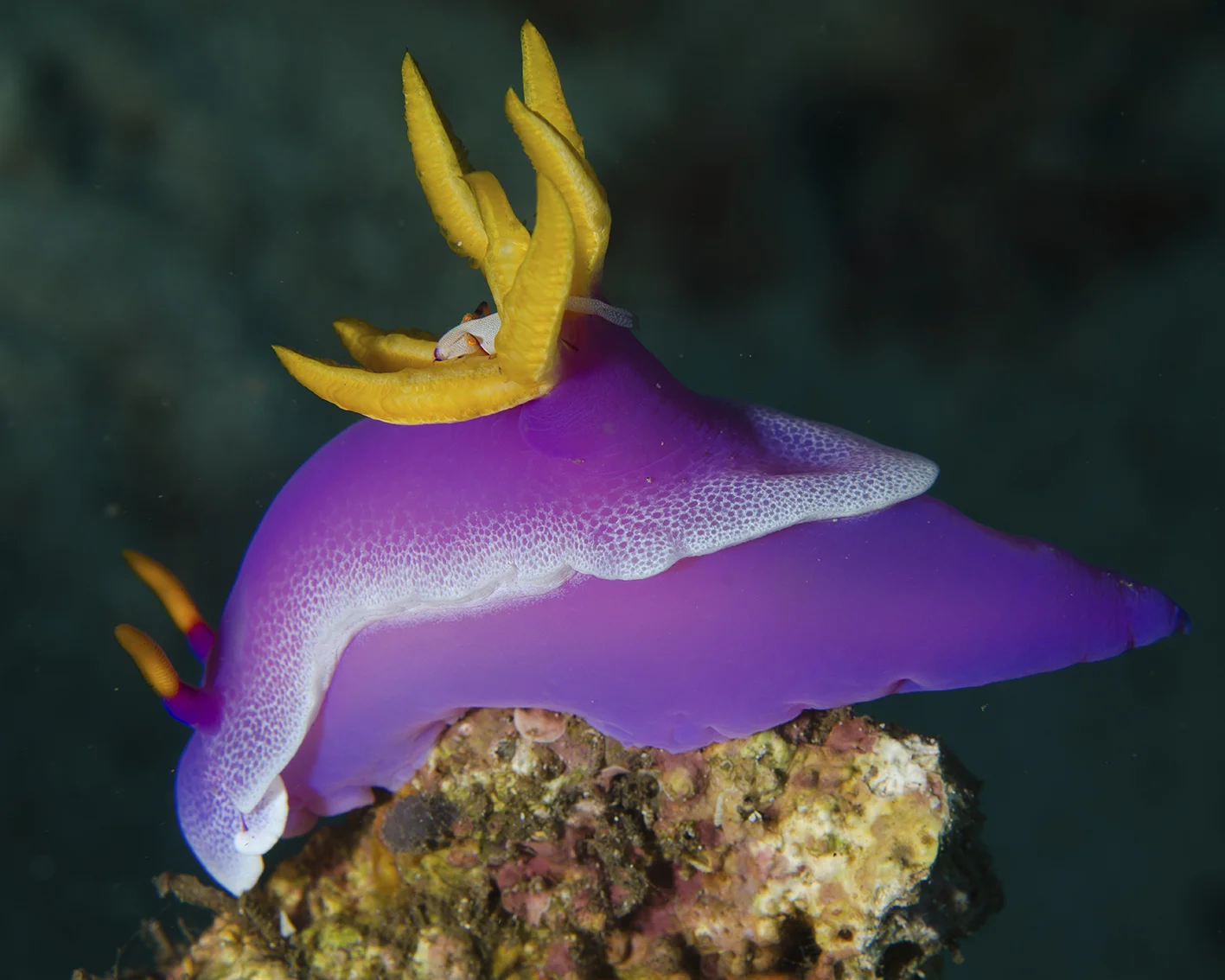 nudi with shrimp.jpg