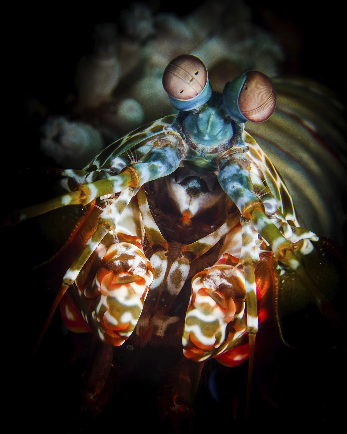 Bunaken Oasis Dive Resort gallery photo 7