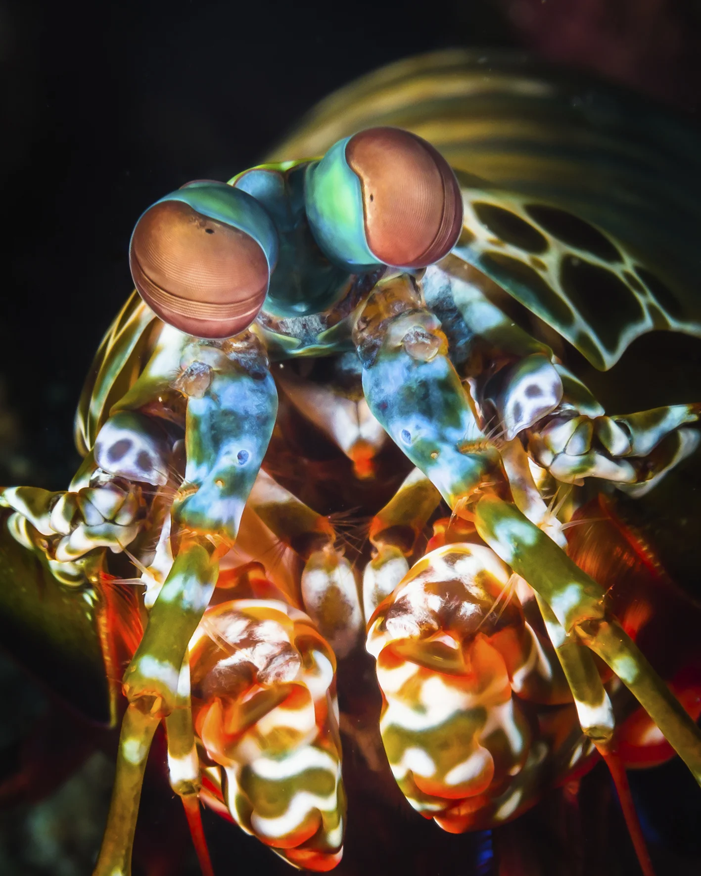 peacock mantis 2.jpg